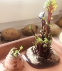Rote Beete regrowing