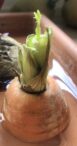 Karotte regrowing