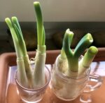 Lauchzwiebeln regrowing