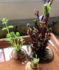 Gemüse regrowing
